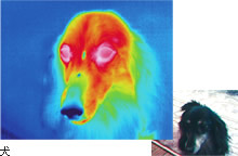 犬