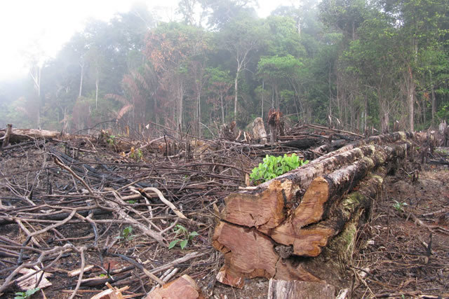 森林伐採と地球温暖化の関係、その対策とは