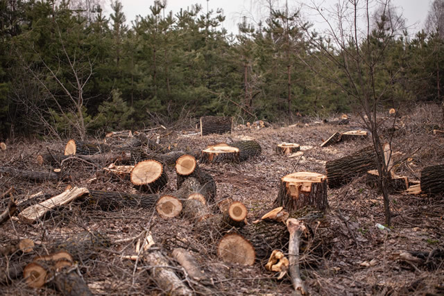 森林伐採が地球や人類に与える影響