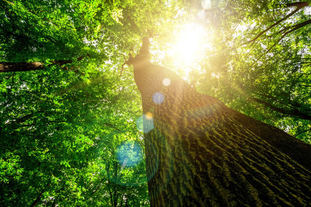 森林の回復と持続性を両立させる植林とは SDGs～目標15.陸の豊かさを守ろう～